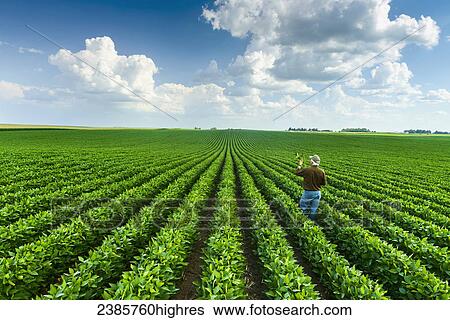 Agriculture - A farmer inspects his mid-season soybean crop in early summer / Iowa, USA. View Large Photo Image Stock Photograph - Agriculture - A farmer inspects his mid-season soybean crop in early summer / Iowa, USA.. Fotosearch