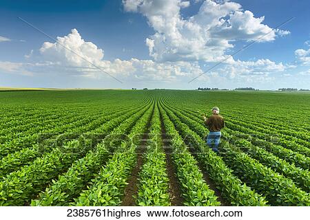 Stock Photograph - Agriculture - A farmer inspects his mid-season soybean crop in early summer / Iowa, USA.. Fotosearch
