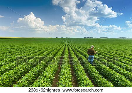 Agriculture - A farmer inspects his mid-season soybean crop in early summer / Iowa, USA. View Large Photo Image Stock Photograph - Agriculture - A farmer inspects his mid-season soybean crop in early summer / Iowa, USA.. Fotosearch