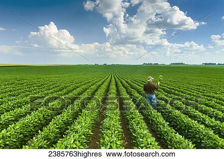 Stock Photograph - Agriculture - A farmer inspects his mid-season soybean crop in early summer / Iowa, USA.. Fotosearch