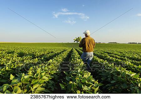 Stock Photograph - Agriculture - A farmer inspects several soybean plants in his mid growth soybean field / Iowa, USA.. Fotosearch