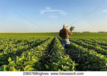 Agriculture - A farmer inspects several soybean plants in his mid growth soybean field / Iowa, USA. View Large Photo Image Stock Photograph - Agriculture - A farmer inspects several soybean plants in his mid growth soybean field / Iowa, USA.. Fotosearch