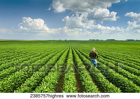 Agriculture - A farmer looks out across his mid-season soybean field in early summer / Iowa, USA. View Large Photo Image Stock Photograph - Agriculture - A farmer looks out across his mid-season soybean field in early summer / Iowa, USA.. Fotosearch
