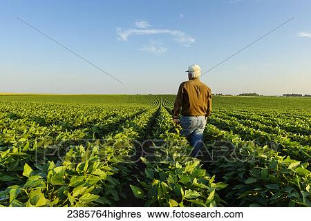 Stock Photograph - Agriculture - A farmer looks out across his mid-season soybean field while inspecting his crop in early summer / Iowa, USA.. Fotosearch