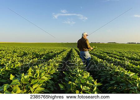 Stock Photograph - Agriculture - A farmer looks out across his mid-season soybean field while inspecting his crop in early summer / Iowa, USA.. Fotosearch
