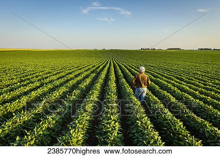 Agriculture - A farmer looks out across his mid-season soybean field in early summer / Iowa, USA. View Large Photo Image Stock Photograph - Agriculture - A farmer looks out across his mid-season soybean field in early summer / Iowa, USA.. Fotosearch