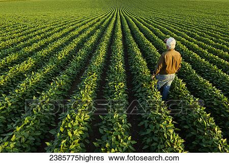 Agriculture - A farmer looks out across his mid-season soybean field in early summer / Iowa, USA. View Large Photo Image Stock Photograph - Agriculture - A farmer looks out across his mid-season soybean field in early summer / Iowa, USA.. Fotosearch