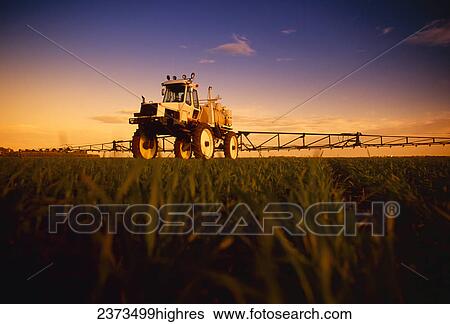 Agriculture - A high clearance spray applicator applies chemicals to a field of early growth wheat in late afternoon light / near Brandon, Manitoba, Canada. View Large Photo Image Stock Photograph - Agriculture - A high clearance spray applicator applies chemicals to a field of early growth wheat in late afternoon light / near Brandon, Manitoba, Canada.. Fotosearch