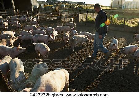 Agriculture - A pork producer walks through an open pen inspecting the feeder hogs on his farm / near Sioux City, Iowa, USA. View Large Photo Image Stock Photograph - Agriculture - A pork producer walks through an open pen inspecting the feeder hogs on his farm / near Sioux City, Iowa, USA.. Fotosearch