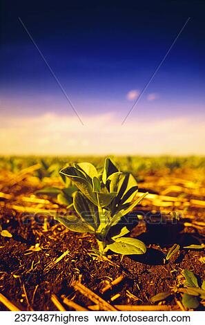 Stock Photograph - Agriculture - Closeup of early growth dry bean plants with the field stretching into the distance in late afternoon light / Manitoba, Canada.. Fotosearch