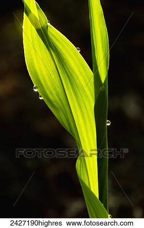 Agriculture - Closeup of early growth corn leaves backlit by early morning sunlight / near Truman, Minnesota, USA. View Large Photo Image Stock Photograph - Agriculture - Closeup of early growth corn leaves backlit by early morning sunlight / near Truman, Minnesota, USA.. Fotosearch