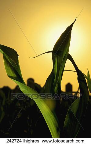 Stock Photograph - Agriculture - Closeup of early growth corn leaves in early morning sunlight / near Truman, Minnesota, USA.. Fotosearch
