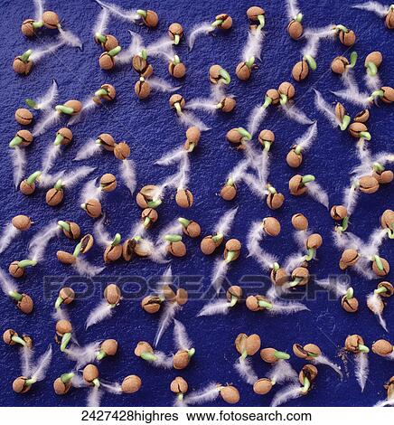 Agriculture - Closeup of germinated, coated lettuce seeds / Salinas, California, USA. View Large Photo Image Stock Photograph - Agriculture - Closeup of germinated, coated lettuce seeds / Salinas, California, USA.. Fotosearch