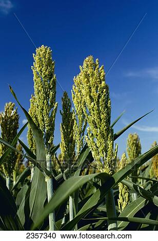 Agriculture - Closeup of immature heads of grain sorghum (milo) / Arkansas, USA. View Large Photo Image Stock Image - Agriculture - Closeup of immature heads of grain sorghum (milo) / Arkansas, USA.. Fotosearch