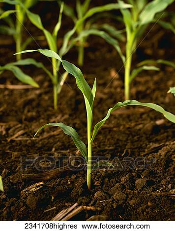 Stock Photograph - Agriculture - Early growth grain corn plants at the 4-5 leaf stage, photographed in the studio / Wisconsin, USA.. Fotosearch