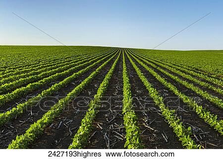 Stock Photograph - Agriculture - Early growth soybean field showing corn debris from the previous year. Fotosearch