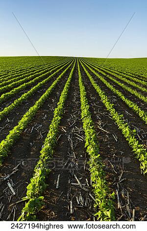Agriculture - Early growth soybean field showing corn debris from the previous year View Large Photo Image Stock Photograph - Agriculture - Early growth soybean field showing corn debris from the previous year. Fotosearch