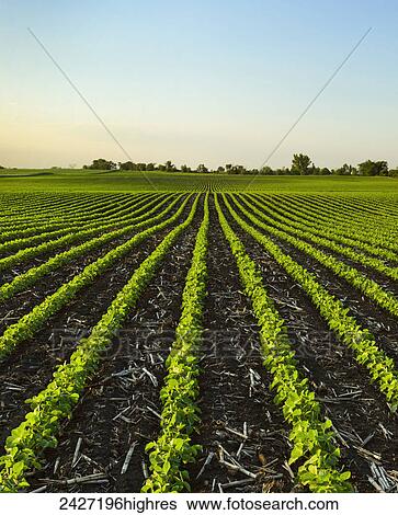 Stock Photograph - Agriculture - Early growth soybean field showing corn debris from the previous year. Fotosearch