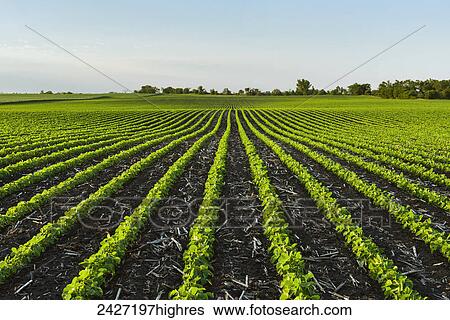 Agriculture - Early growth soybean field showing corn debris from the previous year View Large Photo Image Stock Photograph - Agriculture - Early growth soybean field showing corn debris from the previous year. Fotosearch