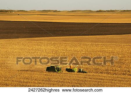 Stock Photograph - Agriculture - Expansive view of a combine harvesting grain corn and unloading the corn into a grain wagon. Fotosearch