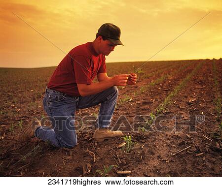 Stock Photograph - Agriculture - Farmer, in the field, inspecting the root system of an early growth corn plant, at sunset / Janesville, Wisconsin, USA.. Fotosearch