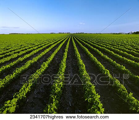 Agriculture - Field of early growth soybeans in late afternoon light with farmsteads in the distance / Janesville, Wisconsin, USA. View Large Photo Image Stock Photograph - Agriculture - Field of early growth soybeans in late afternoon light with farmsteads in the distance / Janesville, Wisconsin, USA.. Fotosearch