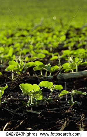 Stock Photograph - Agriculture - Field of soybean seedlings backlit by early morning light / near Truman, Minnesota, USA.. Fotosearch
