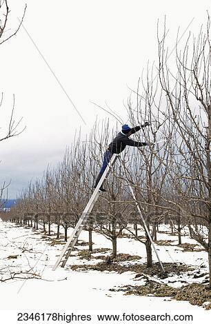 Agriculture - Field worker pruning dormant apple orchard in the winter snow / Hood River, Oregon, USA. View Large Photo Image Stock Photograph - Agriculture - Field worker pruning dormant apple orchard in the winter snow / Hood River, Oregon, USA.. Fotosearch