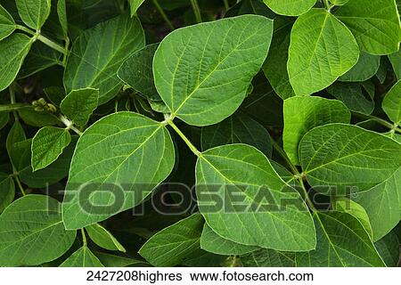 Agriculture - Healthy mid growth soybean foliage showing no insect damage / Iowa, USA. View Large Photo Image Stock Photograph - Agriculture - Healthy mid growth soybean foliage showing no insect damage / Iowa, USA.. Fotosearch