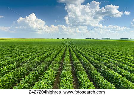 Agriculture - Mid growth soybean field with cumulus clouds passing overhead / Iowa, USA. View Large Photo Image Stock Photograph - Agriculture - Mid growth soybean field with cumulus clouds passing overhead / Iowa, USA.. Fotosearch
