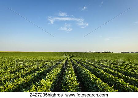 Stock Photograph - Agriculture - Mid growth soybean field with a wisp of clouds in the sky / Iowa, USA.. Fotosearch