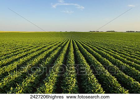 Agriculture - Mid growth soybean field with a wisp of clouds in the sky / Iowa, USA. View Large Photo Image Stock Photograph - Agriculture - Mid growth soybean field with a wisp of clouds in the sky / Iowa, USA.. Fotosearch