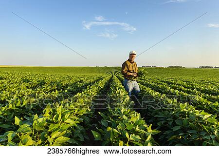 Stock Photograph - Agriculture - Portrait of a farmer holding several soybean plants while inspecting his mid season soybean crop / Iowa, USA.. Fotosearch