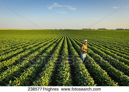 Stock Photograph - Agriculture - Portrait of a farmer holding several soybean plants while inspecting his mid season soybean crop / Iowa, USA.. Fotosearch