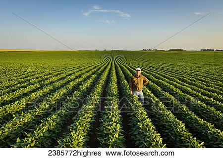Agriculture - Portrait of a farmer holding several soybean plants while inspecting his mid season soybean crop / Iowa, USA. View Large Photo Image Stock Photograph - Agriculture - Portrait of a farmer holding several soybean plants while inspecting his mid season soybean crop / Iowa, USA.. Fotosearch