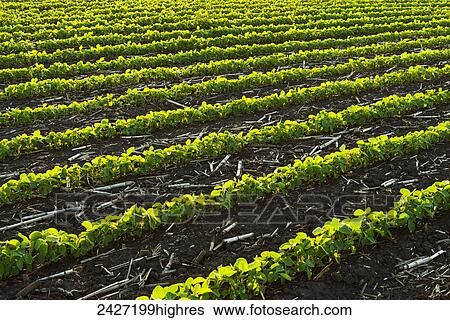 Agriculture - Rows of early growth soybeans in late afternoon light with corn debris from the previous year View Large Photo Image Stock Photograph - Agriculture - Rows of early growth soybeans in late afternoon light with corn debris from the previous year. Fotosearch
