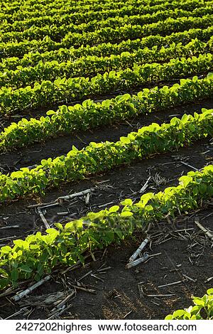 Stock Photograph - Agriculture - Rows of early growth soybeans in late afternoon light with corn debris from the previous year. Fotosearch