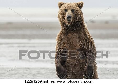 Alert Brown Bear sow as she is fishing for salmon, Lake Clark National Park & Preserve, Alaska View Large Photo Image Stock Photograph - Alert Brown Bear sow as she is fishing for salmon, Lake Clark National Park & Preserve, Alaska. Fotosearch