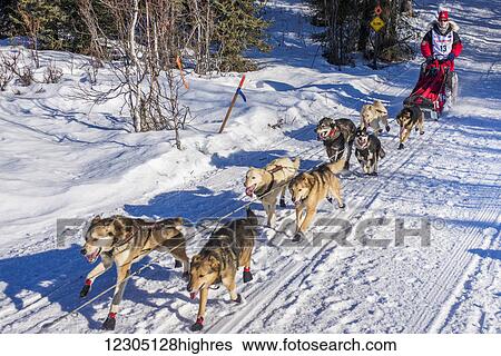 Stock Photograph - Aliy Zirkle and team run down the trail on Long Lake shortly after leaving the re-start in Willow, Alaska during the 2016 Iditarod. Fotosearch
