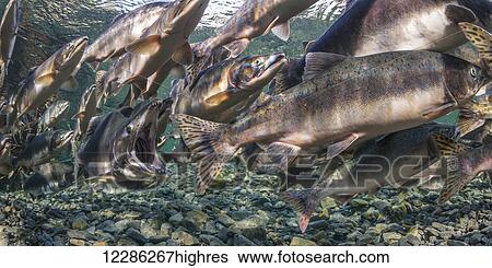 Alpha male Pink Salmon (Oncorhynchus gorbuscha) gaping during spawning migration, Alaska View Large Photo Image Stock Photograph - Alpha male Pink Salmon (Oncorhynchus gorbuscha) gaping during spawning migration, Alaska. Fotosearch