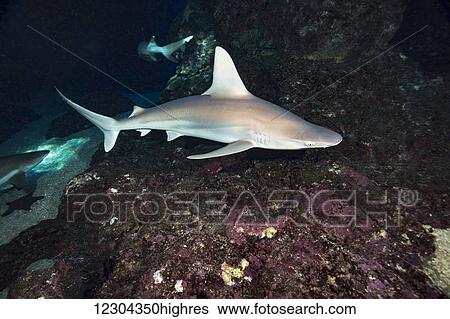 Stock Photograph - Although rarely seen, the Sandbar shark (Carcharhinus plumbeus), is likely the most numerous of all shark species found in Hawaii; Hawaii, United States of America. Fotosearch