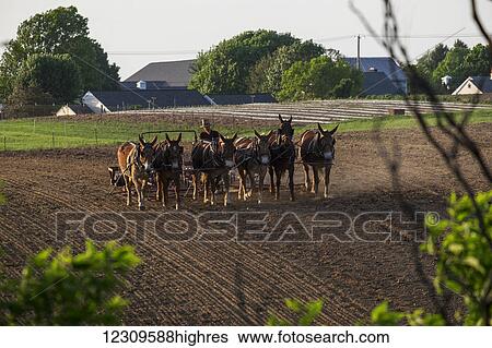 Stock Photograph - Amish farmer working spring fields; Lititz, Pennsylvania, United States of America. Fotosearch