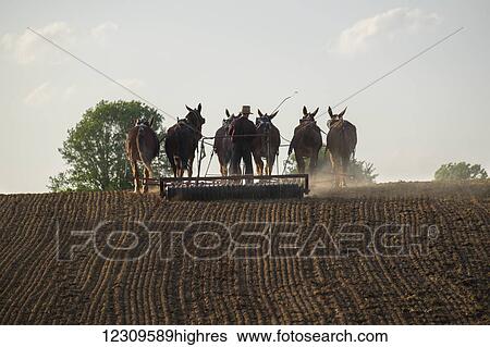 Amish farmer working spring fields; Lititz, Pennsylvania, United States of America View Large Photo Image Stock Photograph - Amish farmer working spring fields; Lititz, Pennsylvania, United States of America. Fotosearch