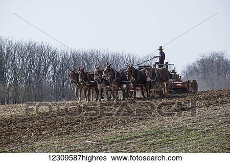Amish farmer works the fields with mules and motorized tiller; Lititz, Pennsylvania, United States of America View Large Photo Image Stock Photograph - Amish farmer works the fields with mules and motorized tiller; Lititz, Pennsylvania, United States of America. Fotosearch