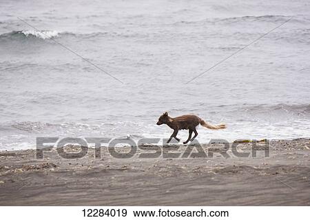 An Arctic Fox running along the shore of St. Paul Island with the Bering Sea in the background, St. Paul Island, Southwestern Alaska, USA, Summer View Large Photo Image Stock Photo - An Arctic Fox running along the shore of St. Paul Island with the Bering Sea in the background, St. Paul Island, Southwestern Alaska, USA, Summer. Fotosearch