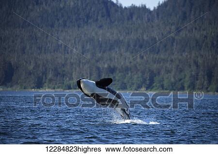 Stock Photograph - An Orca whale (Killer Whale) breaches, Inside Passage, Southeast Alaska.. Fotosearch