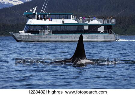 An Orca whale (Killer Whale) surfaces near Juneau as a tour boat passes beyond, Inside Passage, Southeast Alaska, Summer View Large Photo Image Stock Photograph - An Orca whale (Killer Whale) surfaces near Juneau as a tour boat passes beyond, Inside Passage, Southeast Alaska, Summer. Fotosearch