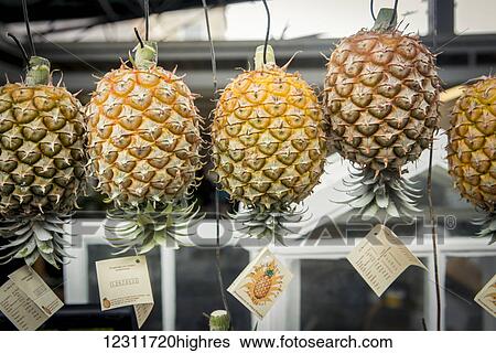 Stock Photograph - Ananas at Mercado da Graca; Ponta Delgada, Sao Miguel, Azores, Portugal. Fotosearch