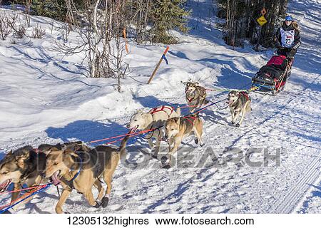 Stock Photograph - Anna Berington and team run down the trail on Long Lake shortly after leaving the re-start in Willow, Alaska during the 2016 Iditarod. Fotosearch