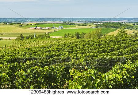 Annapolis Valley vineyards, near Wolfville; Nova Scotia, Canada View Large Photo Image Stock Photograph - Annapolis Valley vineyards, near Wolfville; Nova Scotia, Canada. Fotosearch